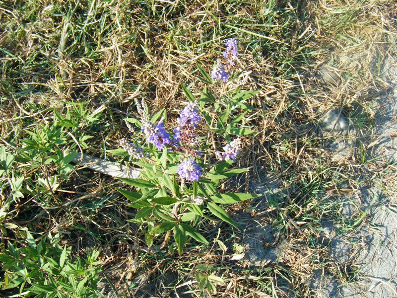 Vitex agnus-castus