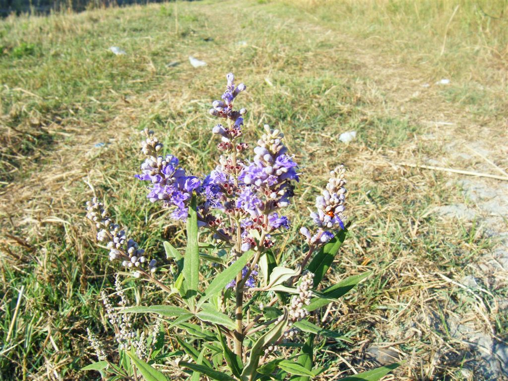 Vitex agnus-castus