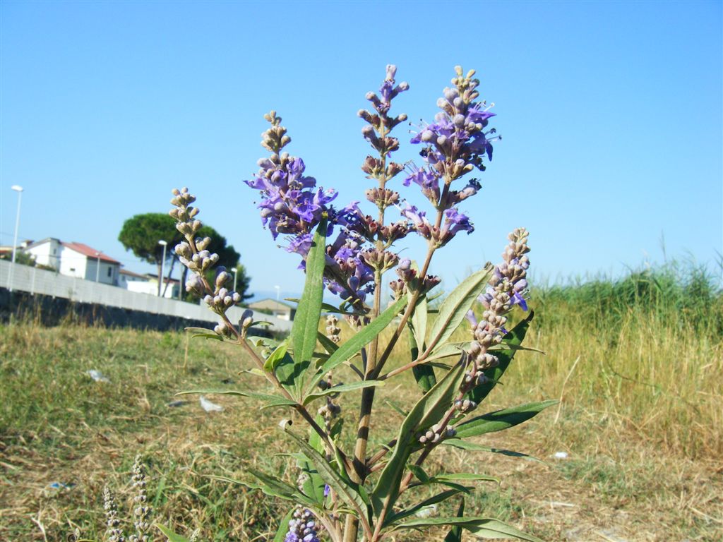 Vitex agnus-castus