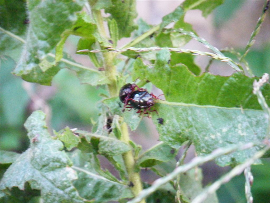 Chrysolina bankii