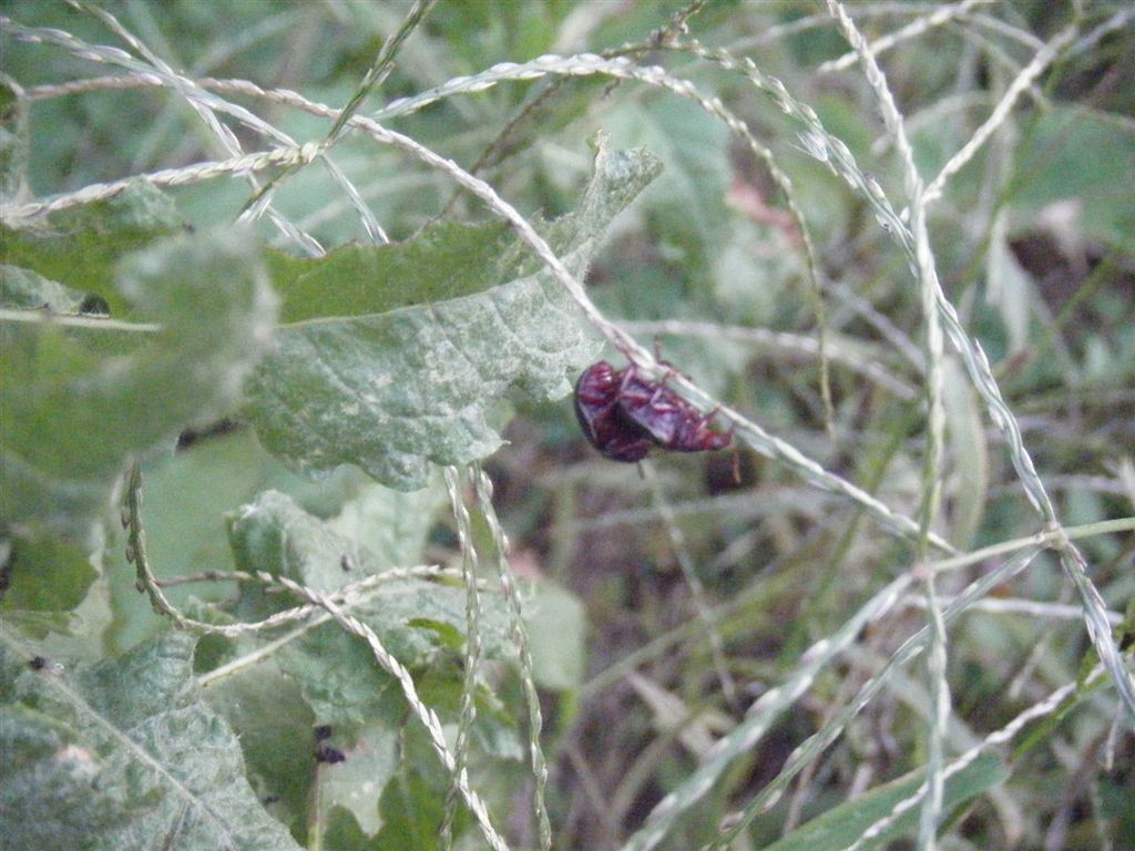 Chrysolina bankii