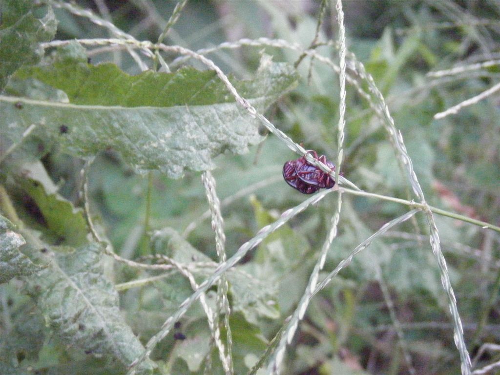 Chrysolina bankii