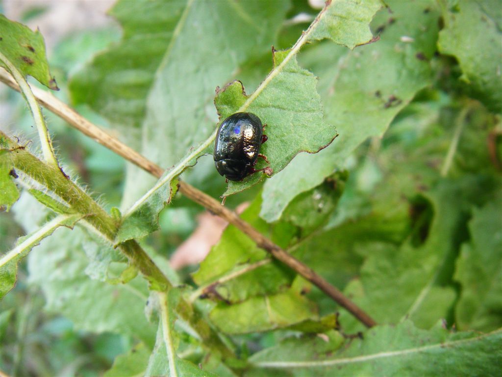 Chrysolina bankii