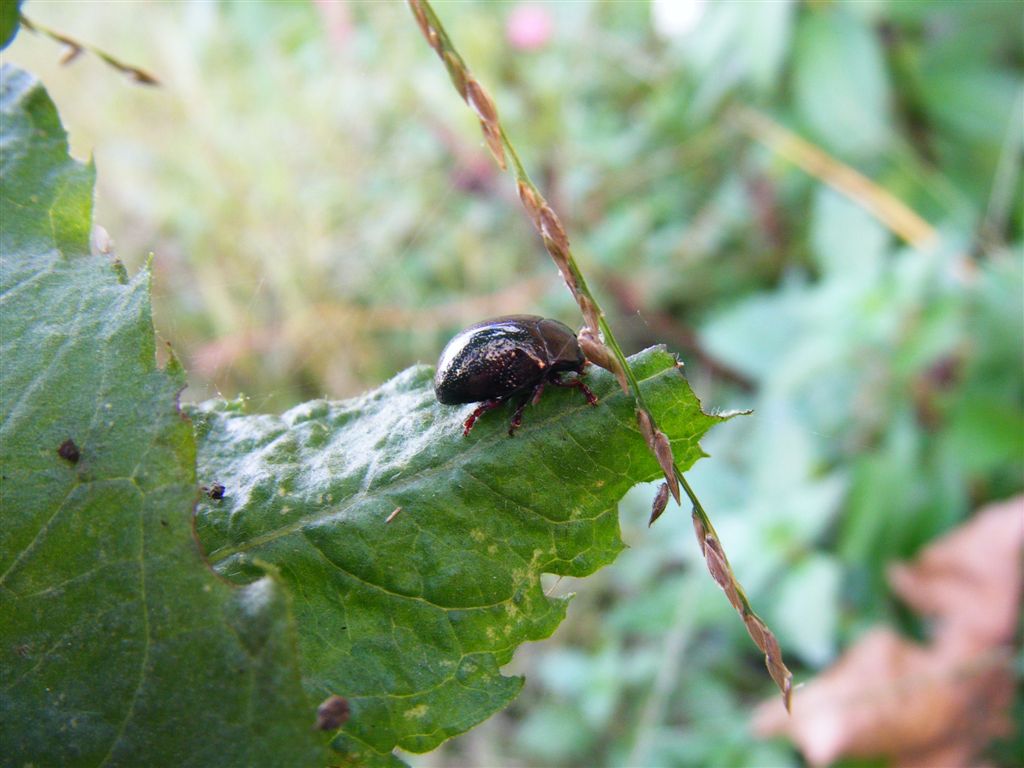 Chrysolina bankii