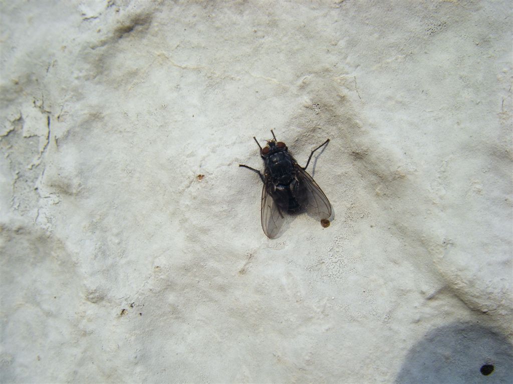 Calliphora sp.