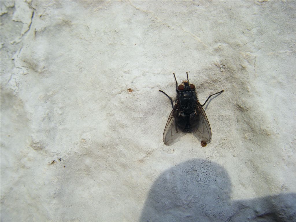 Calliphora sp.