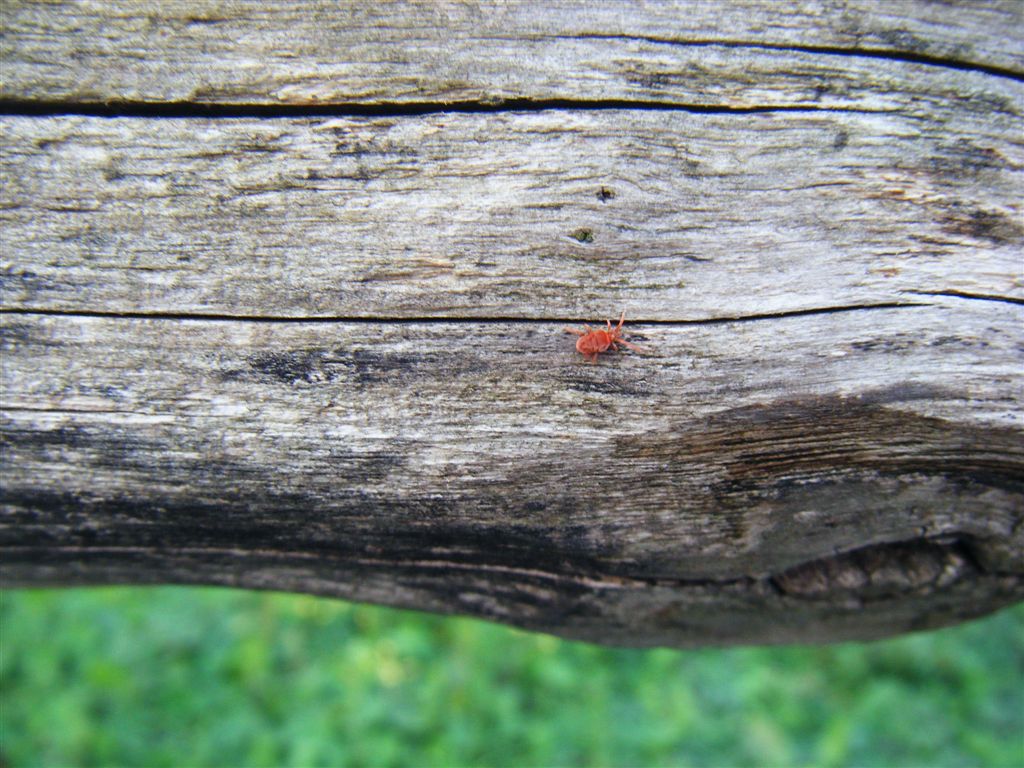 Acari rossi: Allothrombium sp.