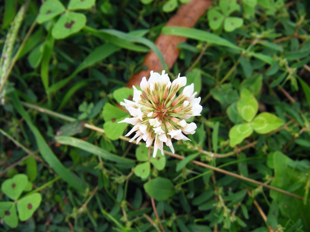 Trifolium repens / Trifoglio bianco