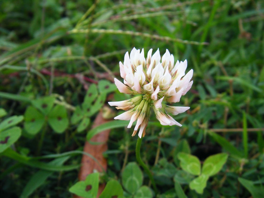 Trifolium repens / Trifoglio bianco