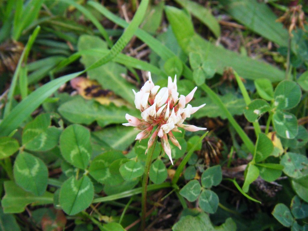 Trifolium repens / Trifoglio bianco