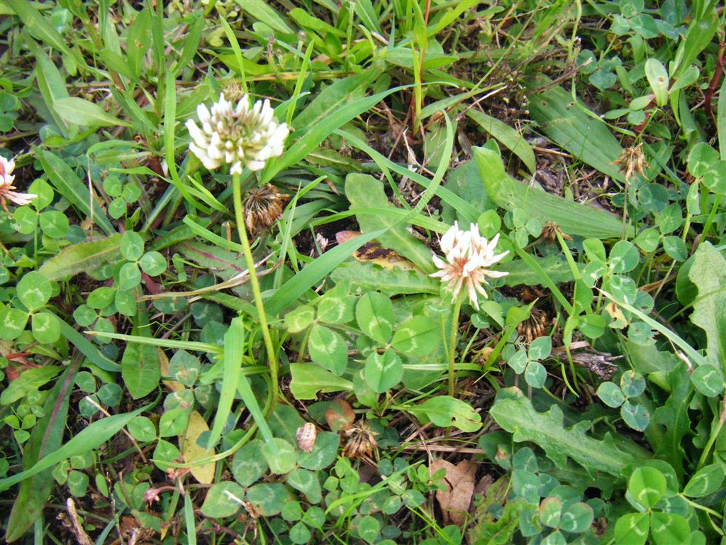 Trifolium repens / Trifoglio bianco