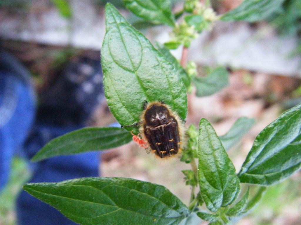 Tropinota squalida??