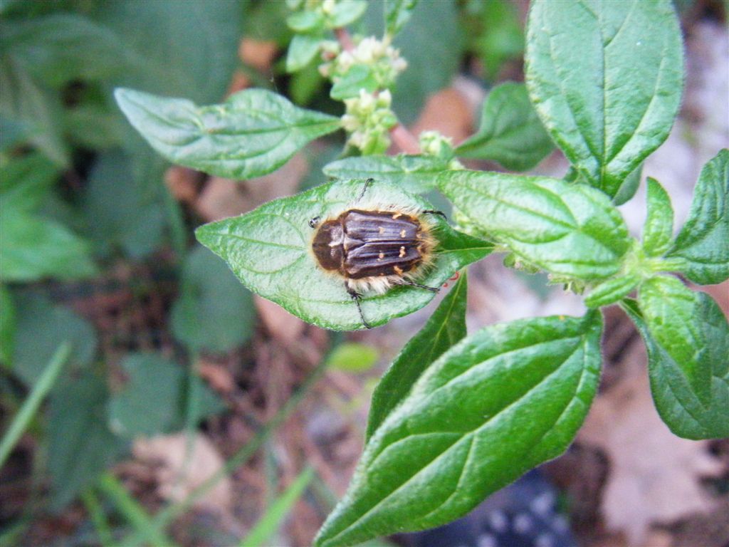 Tropinota squalida??