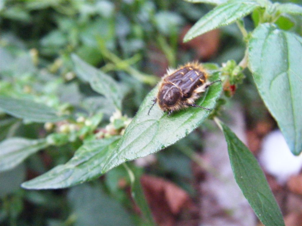 Tropinota squalida??