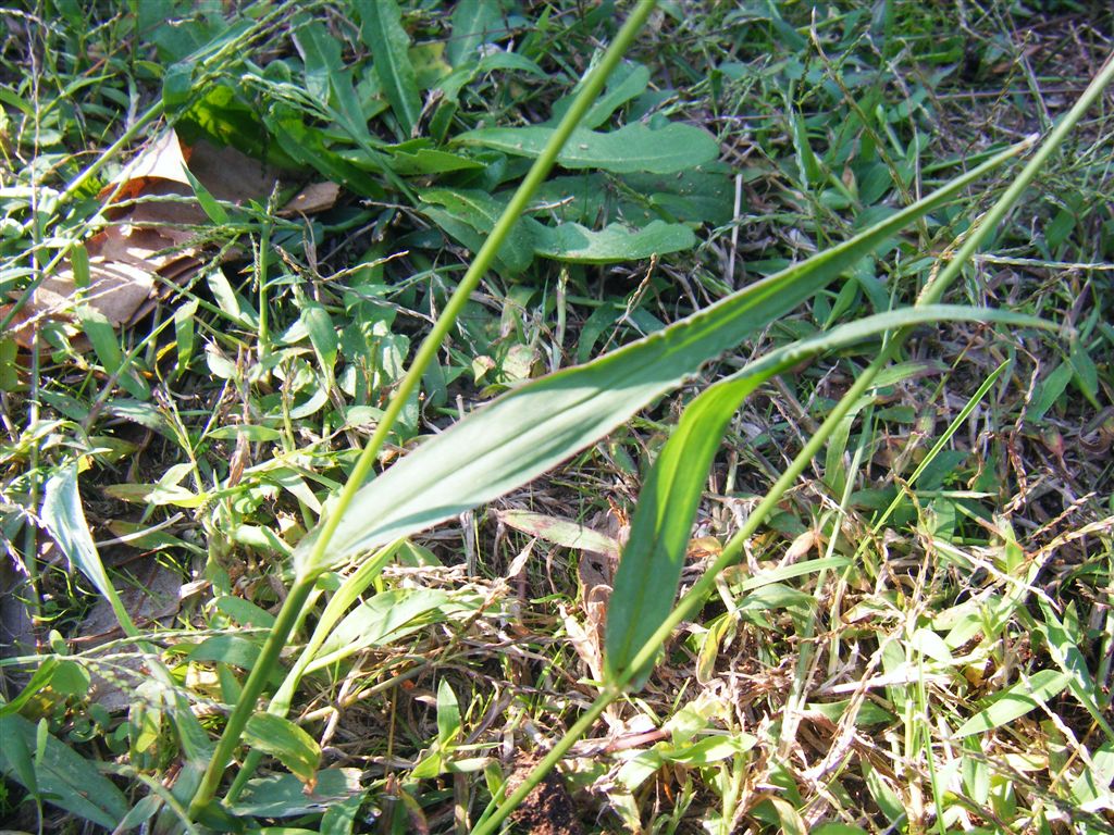 Pianta spazzola - Setaria pumila