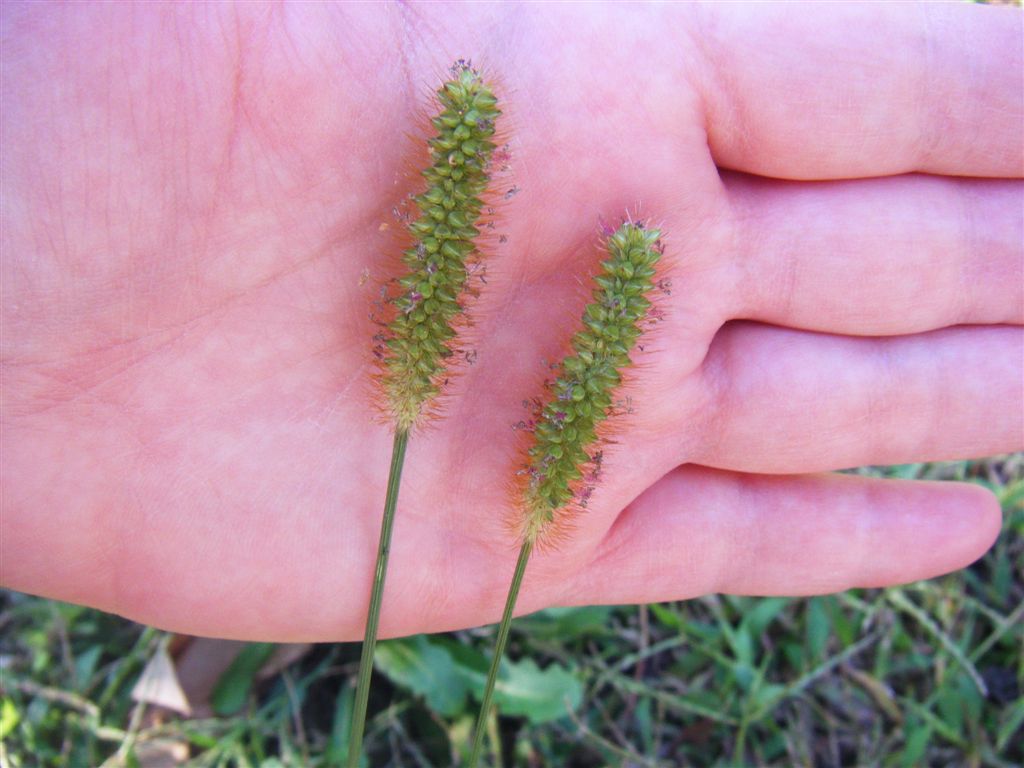 Pianta spazzola - Setaria pumila