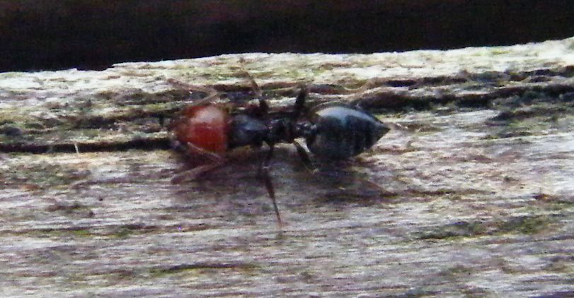 Crematogaster scutellaris