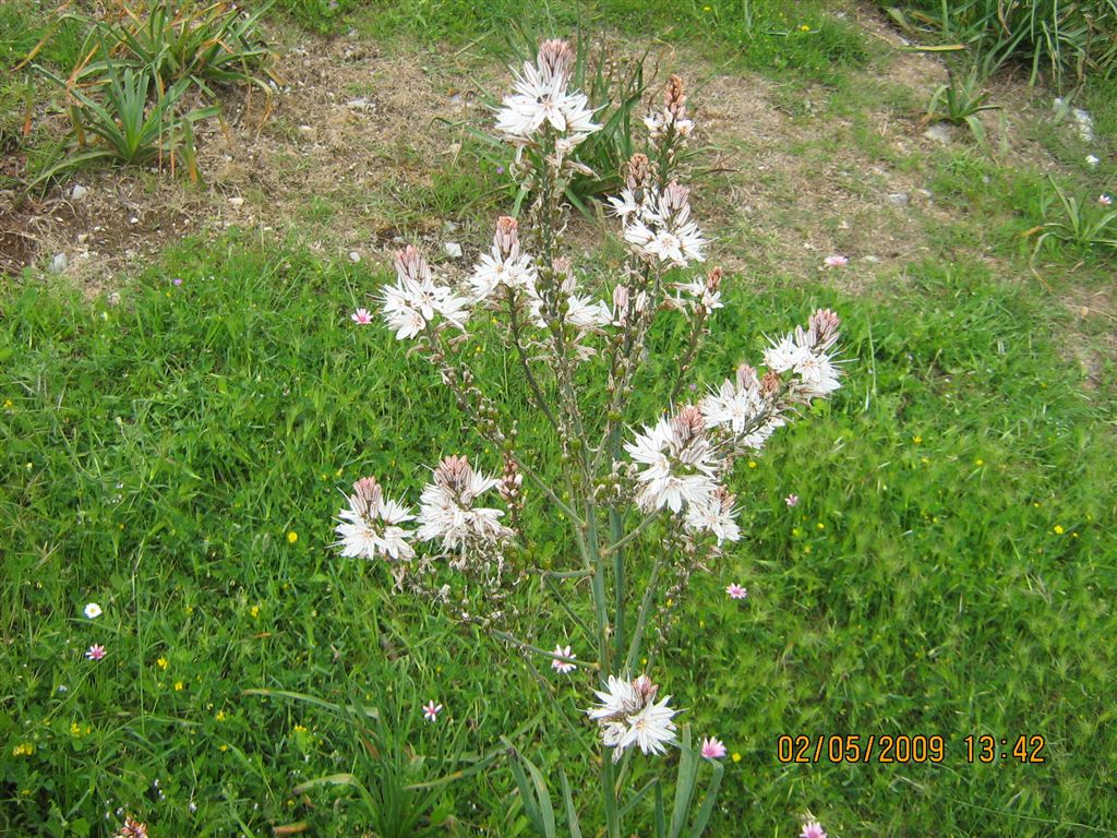 Fiori panoramici - Asphodelus ramosus