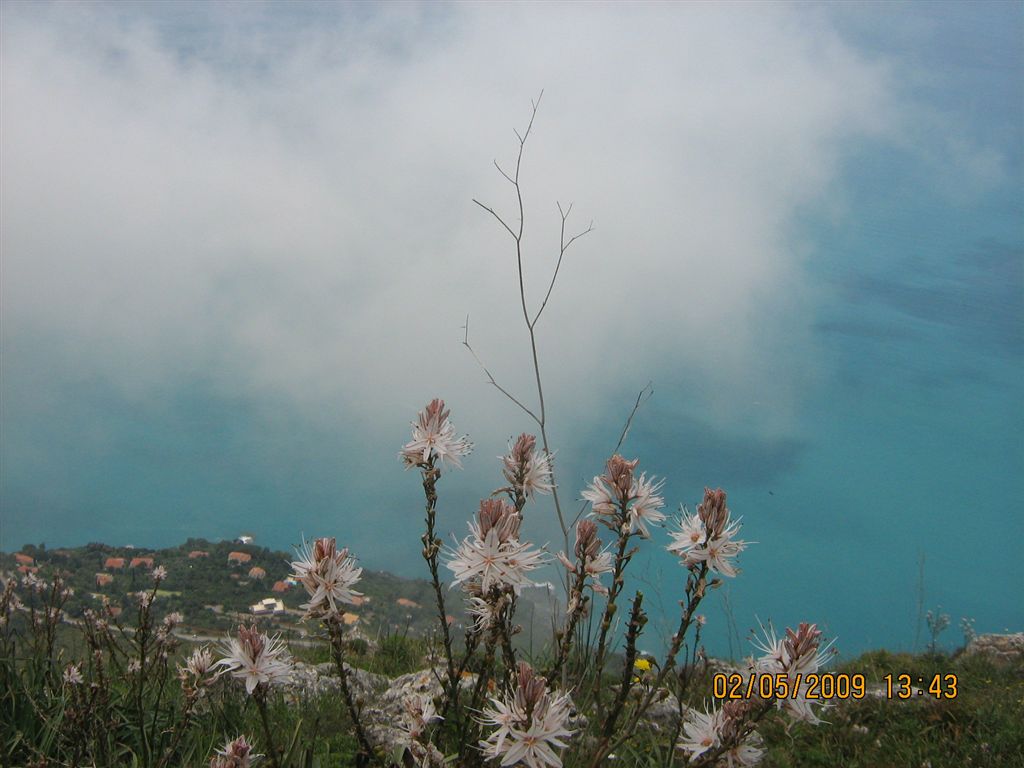 Fiori panoramici - Asphodelus ramosus