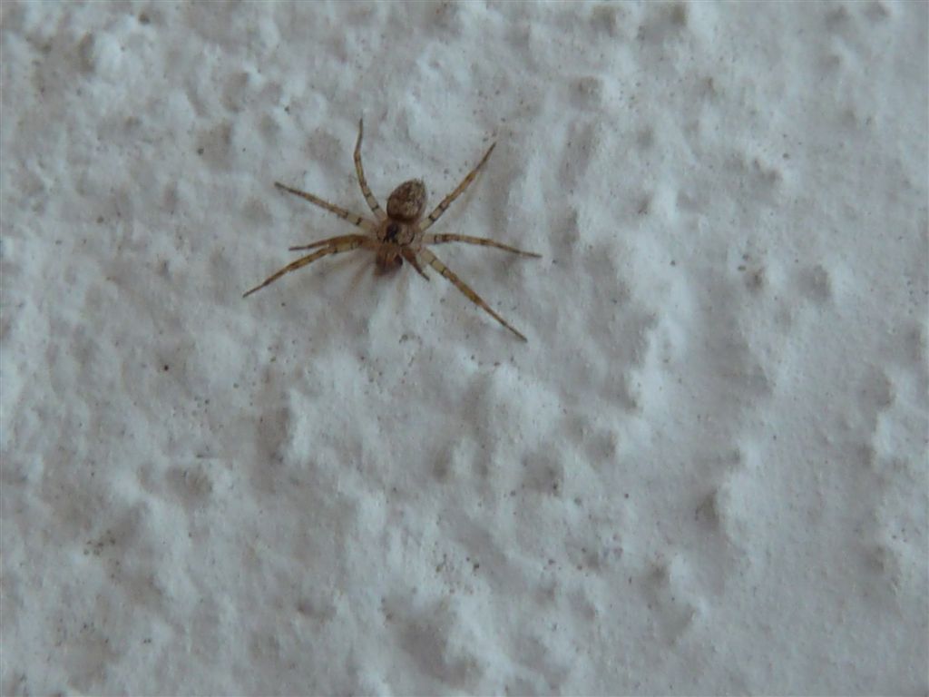 Ragnetti trasparenti (Oecobius sp.)