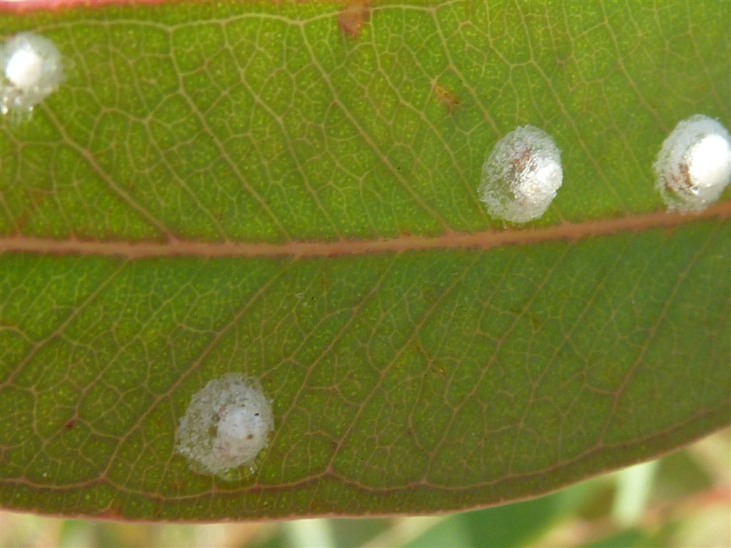 su foglie di Eucalyptus