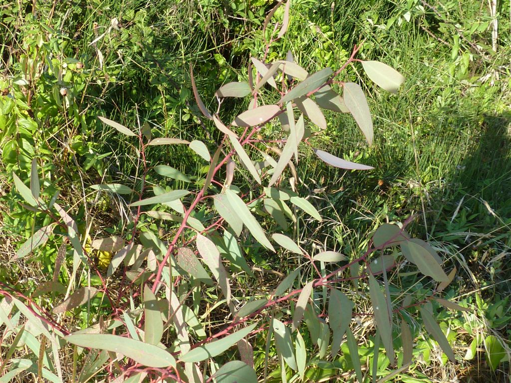 su foglie di Eucalyptus