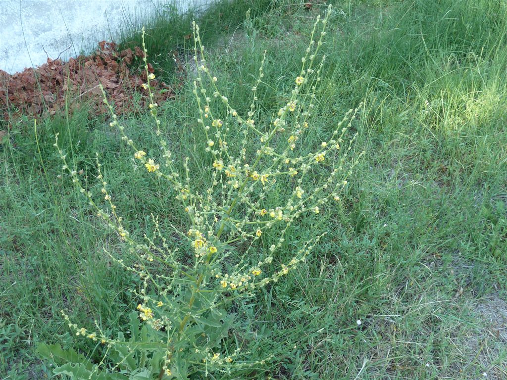 Verbascum sinuatum