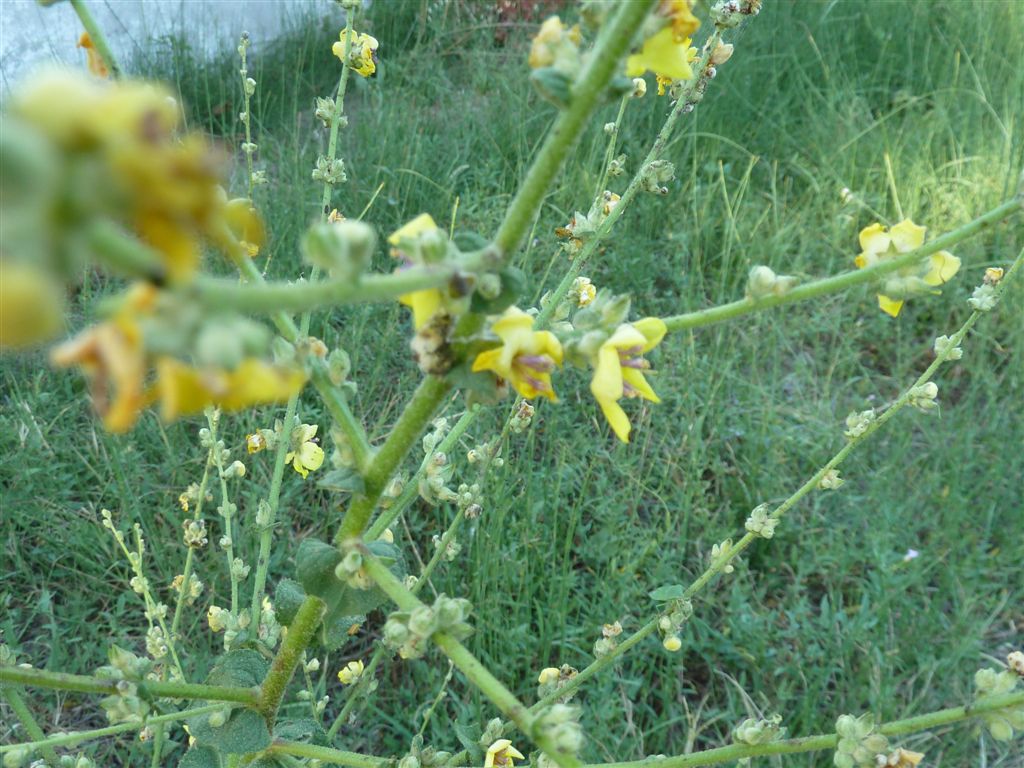 Verbascum sinuatum