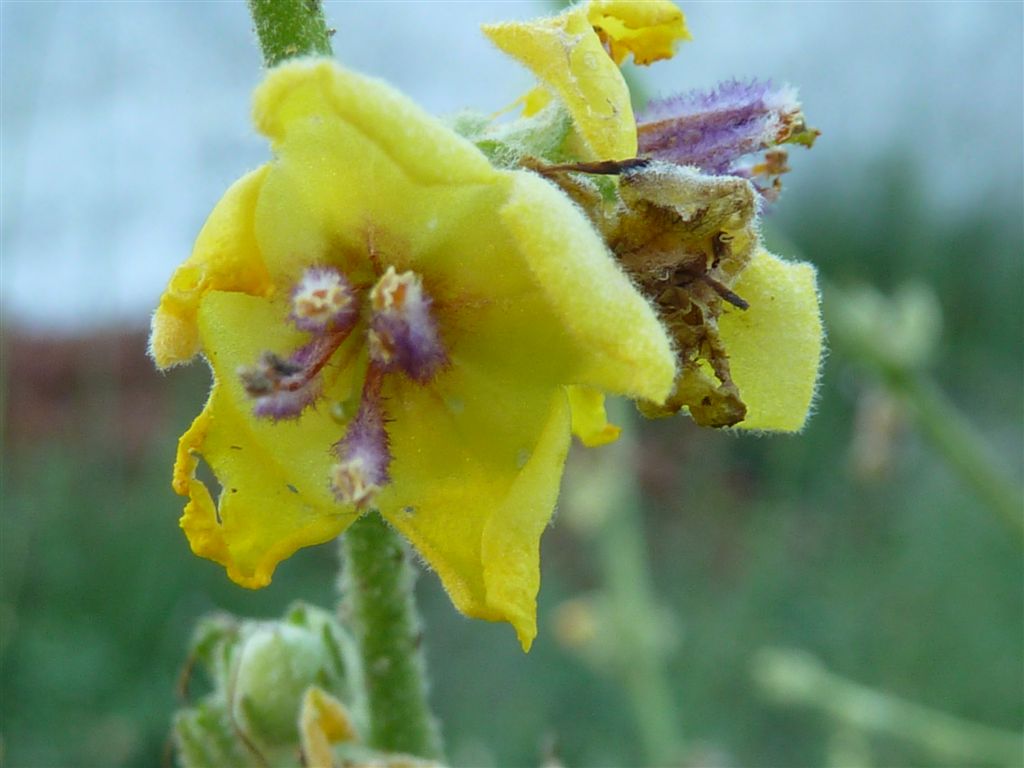 Verbascum sinuatum