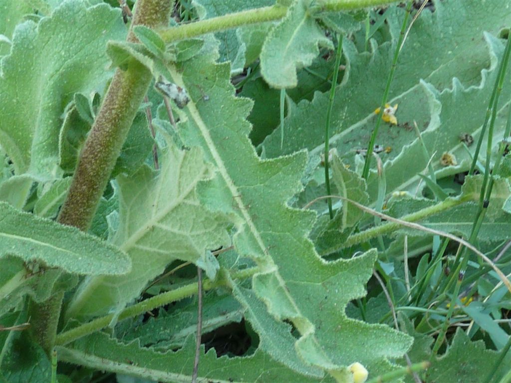 Verbascum sinuatum