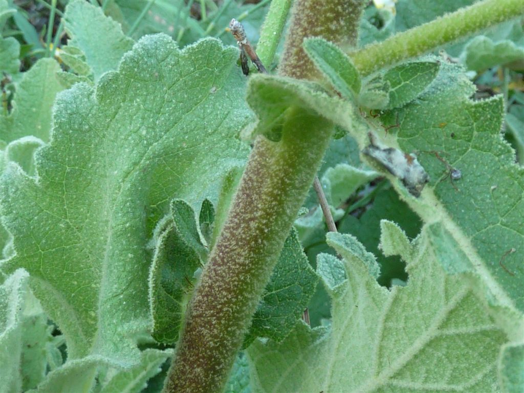 Verbascum sinuatum