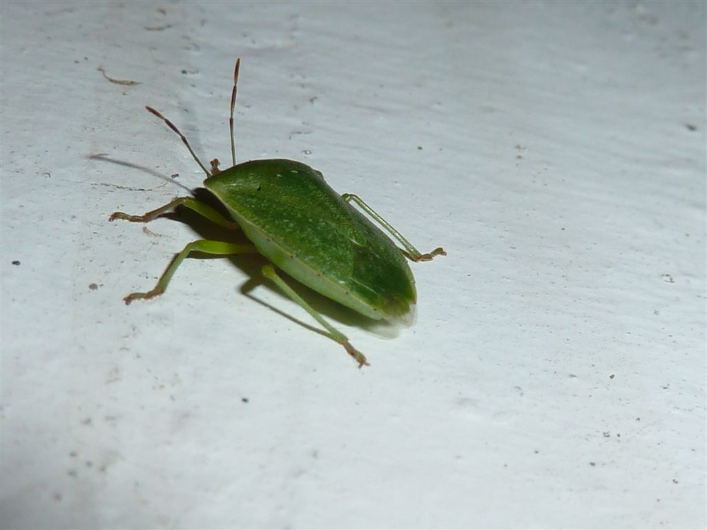 Nezara viridula?? S