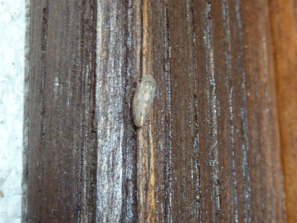 Euscelis sp.