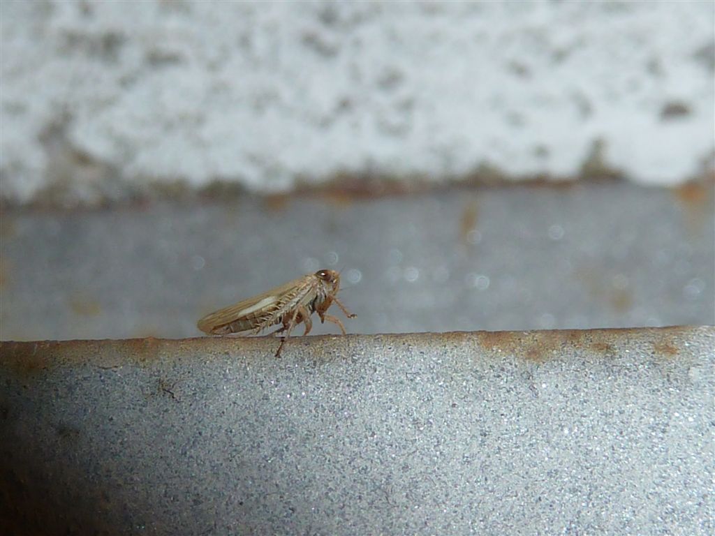 Artianus sp.