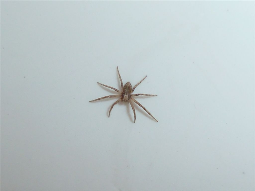 Philodromus sp.