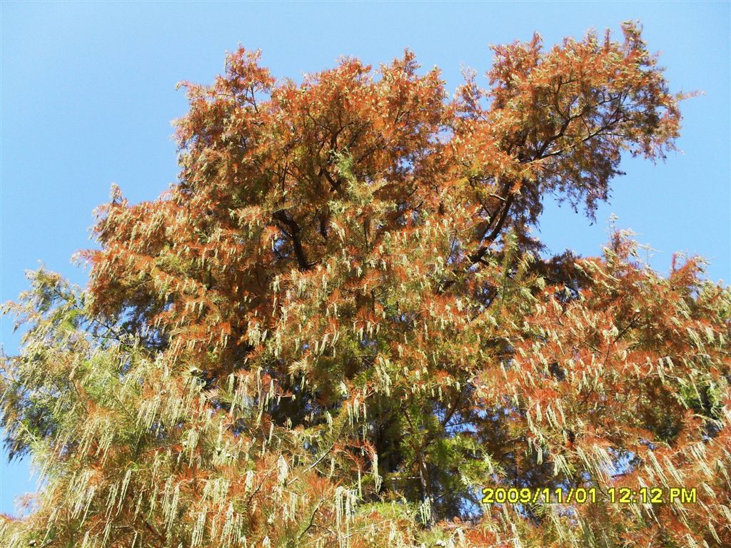 Alberi da identificare - Taxodium distichum