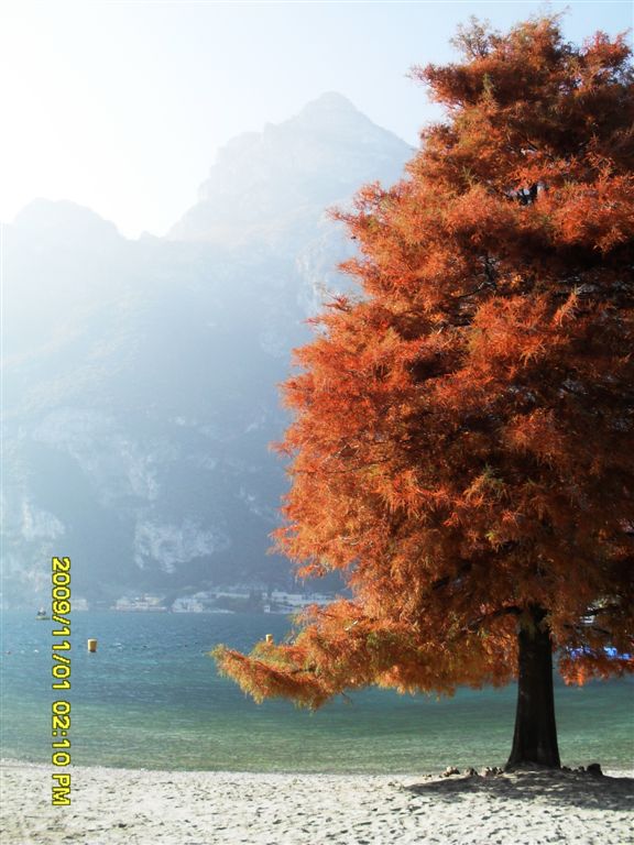 Alberi da identificare - Taxodium distichum