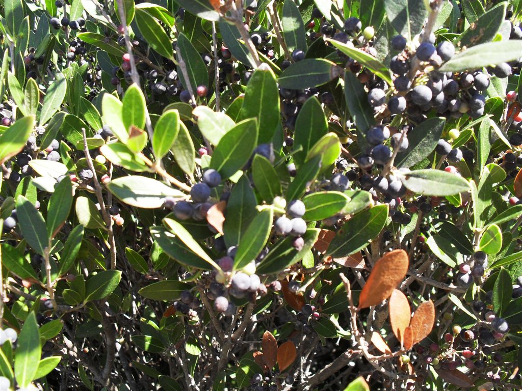 Bacche : Phyllirea latifolia e Pistacia lentiscus