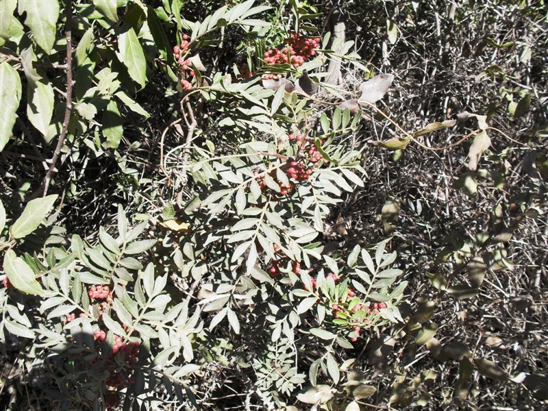 Bacche : Phyllirea latifolia e Pistacia lentiscus