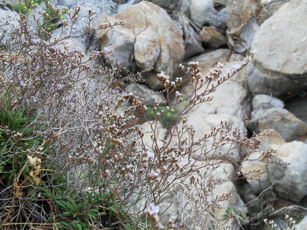 Limonium sommierianum / Limonio di Sommier