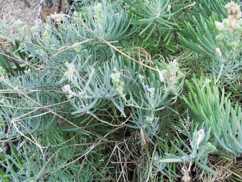 Pianta sulle rocce - Linaria capraria