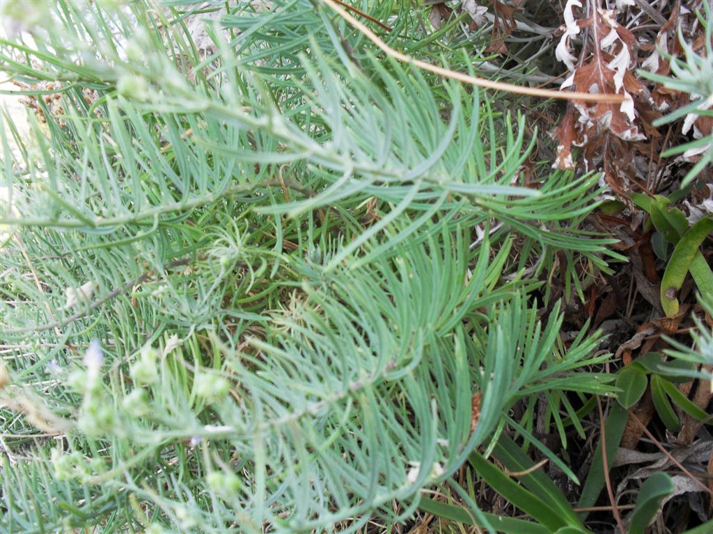 Pianta sulle rocce - Linaria capraria