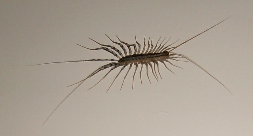 Scutigera coleoptrata