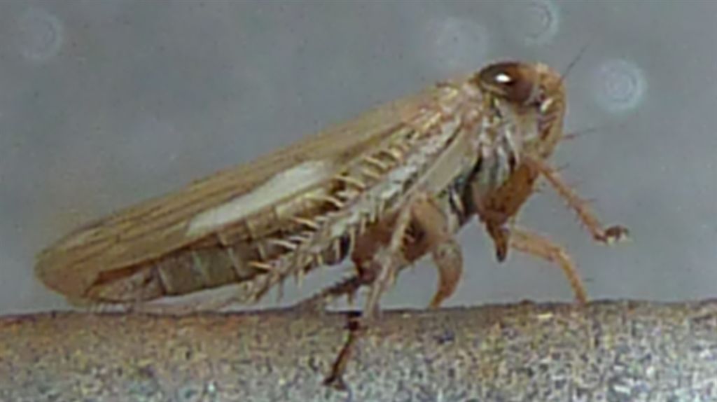 Artianus sp.