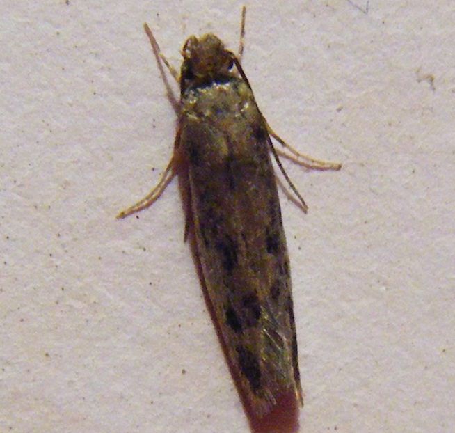 Piccola falena