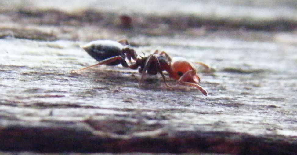 Crematogaster scutellaris