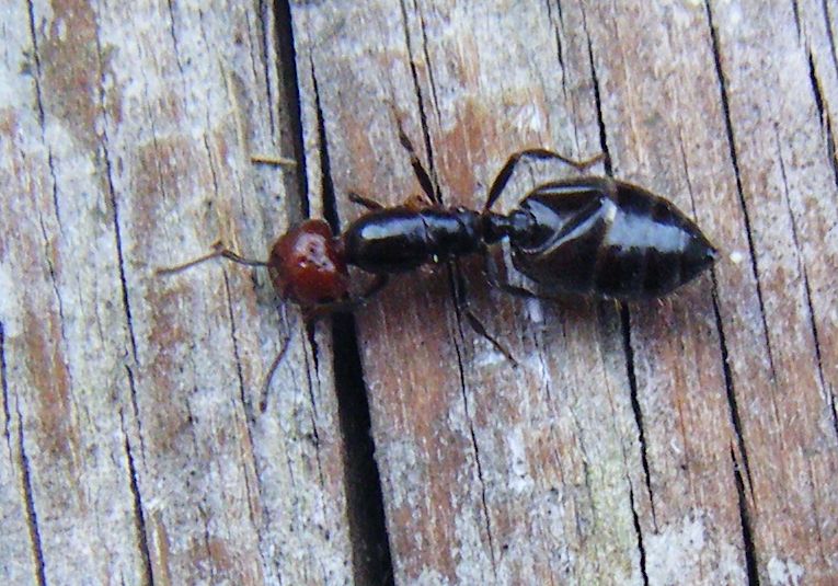 Crematogaster scutellaris