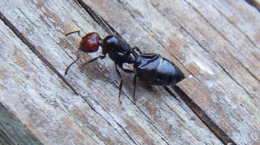 Crematogaster scutellaris