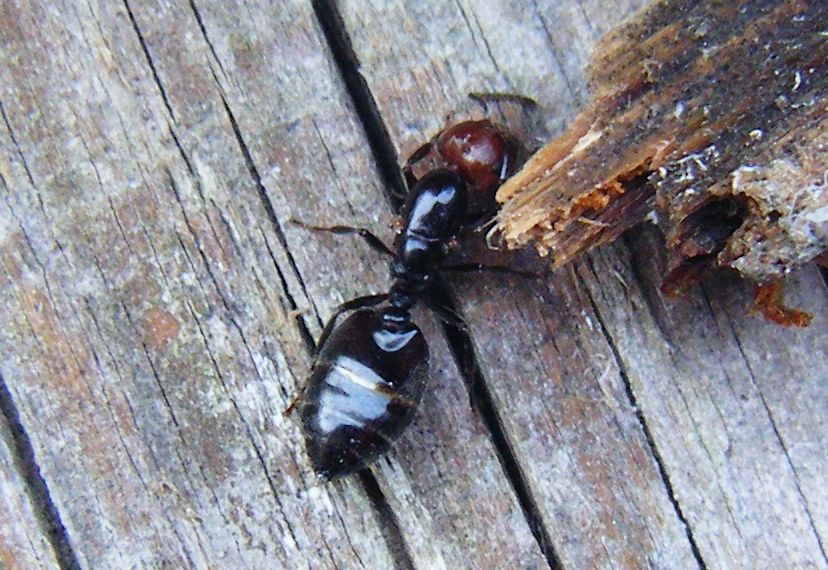 Crematogaster scutellaris