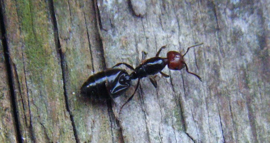 Crematogaster scutellaris